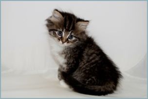 Female Siberian Kitten from Deedlebug Siberians